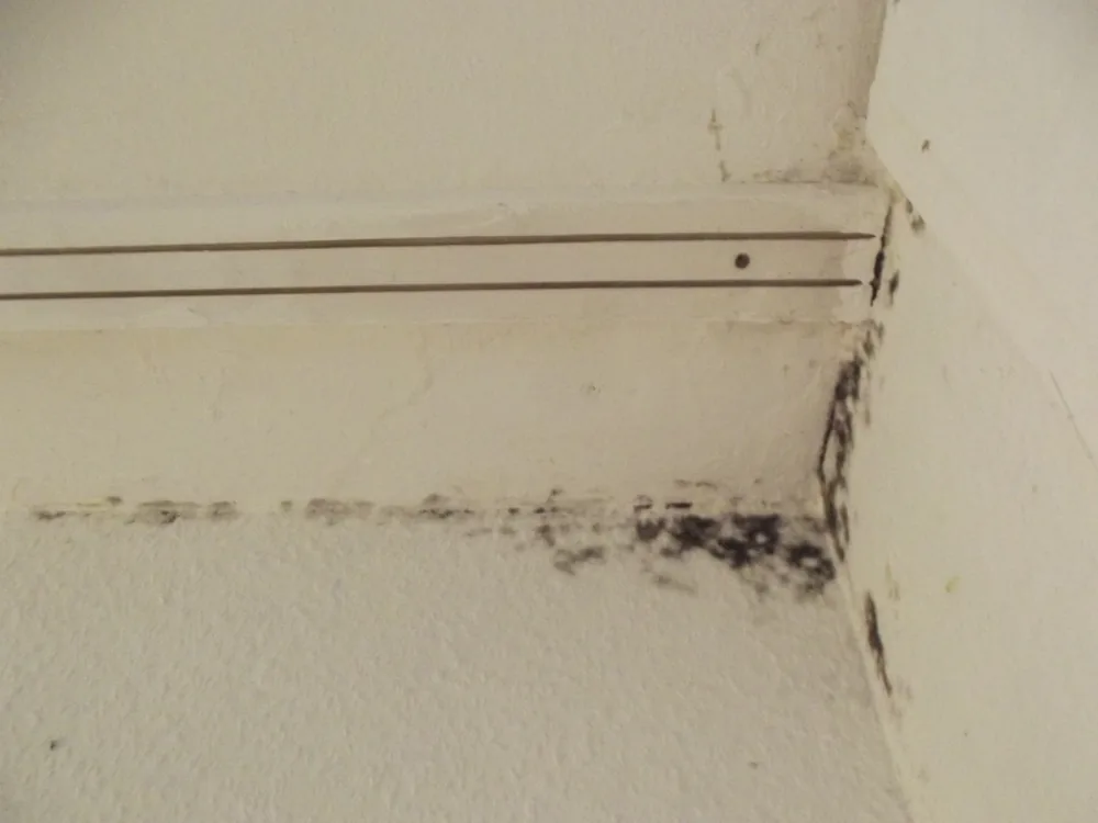 Technician in protective gear removing a mold-damaged wall in a Bohemia home