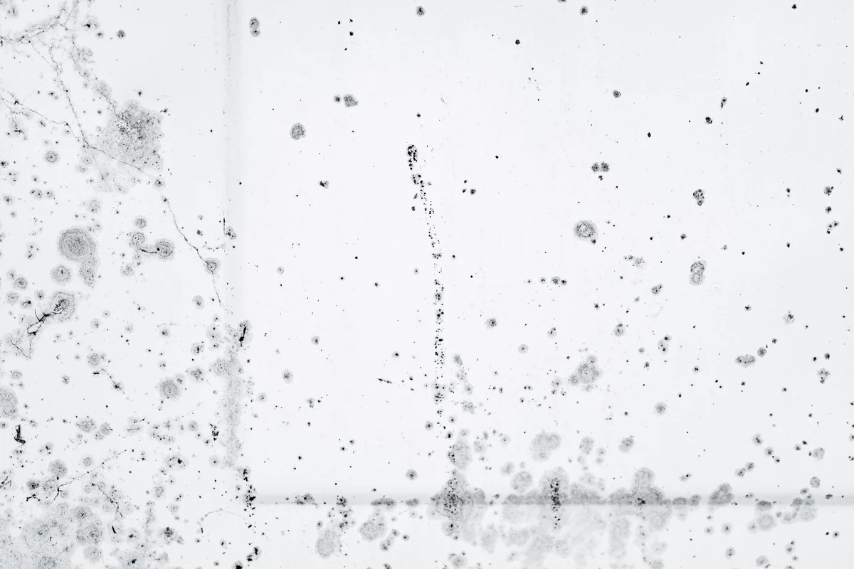 Black mold spots spreading across a painted wall