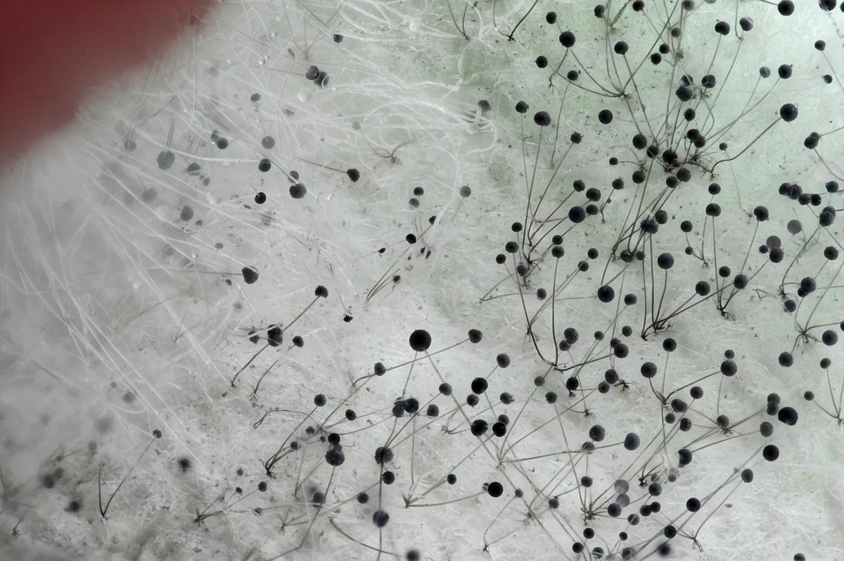 Close-up of a mold colony spreading on a damp surface